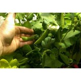 Peas in IBC System